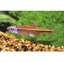 Een kleine, glanzende aquariumvis van het type rasbora zwemt in een aquarium boven een grindbodem voor groene planten.