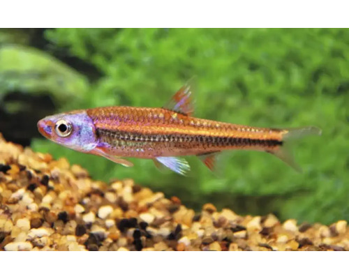 Een kleine, glanzende aquariumvis van het type rasbora zwemt in een aquarium boven een grindbodem voor groene planten.