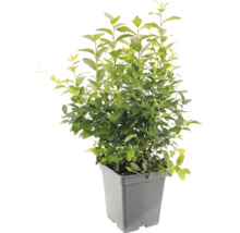 Groene liguster Atrovirens in een grijze kunststof plantenpot.