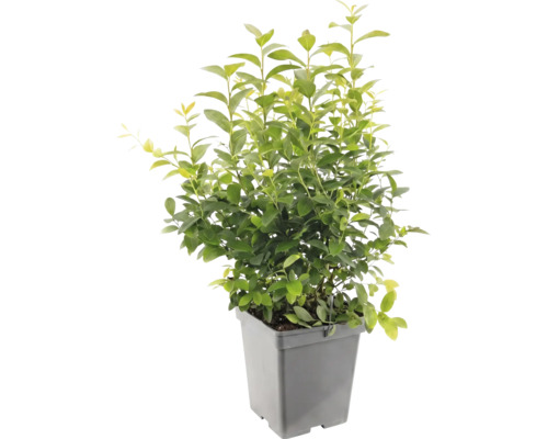 Groene liguster Atrovirens in een grijze kunststof plantenpot.