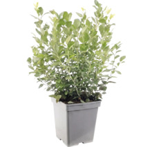 Wintergroene liguster in een grijze vierkante kunststof pot.