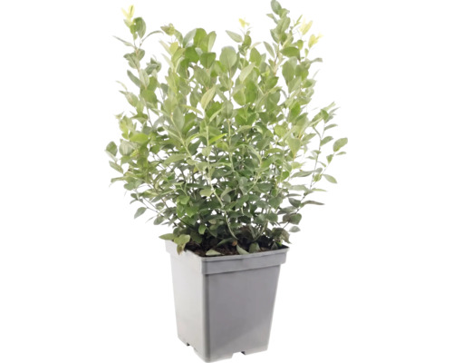 Wintergroene liguster in een grijze vierkante kunststof pot.