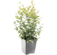 Groene plant met veel kleine bladeren in een grijze vierkante kunststof pot.