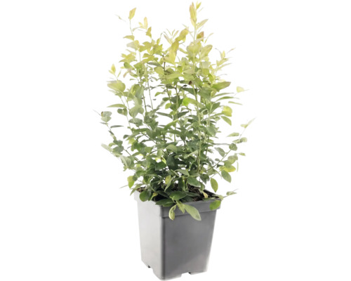 Groene plant met veel kleine bladeren in een grijze vierkante kunststof pot.