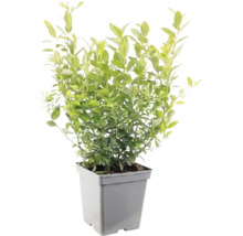 Ligusterplant met groene bladeren in een grijze kunststof pot.