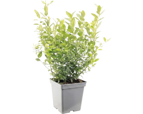 Ligusterplant met groene bladeren in een grijze kunststof pot.