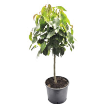 Ficus boom met dicht groen gebladerte en een rechte stam in een zwarte kunststof pot.