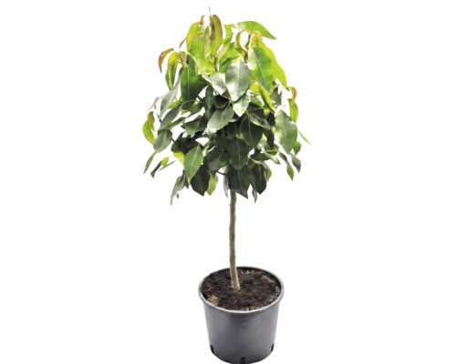 Ficus boom met dicht groen gebladerte en een rechte stam in een zwarte kunststof pot.