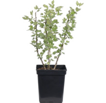 Bessenstruik in een zwarte plantenpot met groene bladeren.