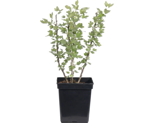 Bessenstruik in een zwarte plantenpot met groene bladeren.