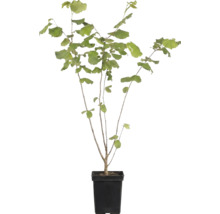 Hazelnootplant in zwarte kunststof pot met groene bladeren.
