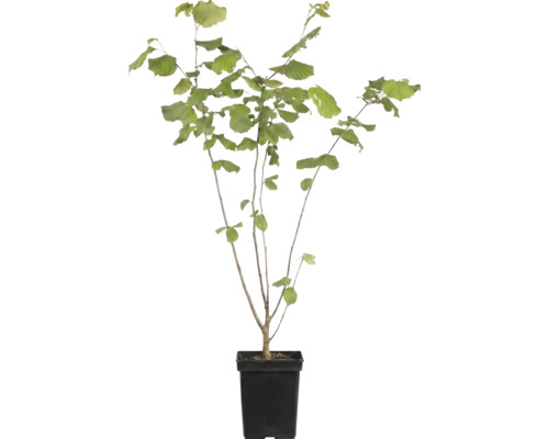 Hazelnootplant in zwarte kunststof pot met groene bladeren.