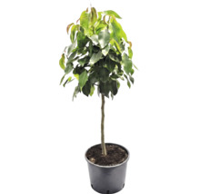 Kamerplant als kleine boom met groene bladeren in een zwarte plantenpot.