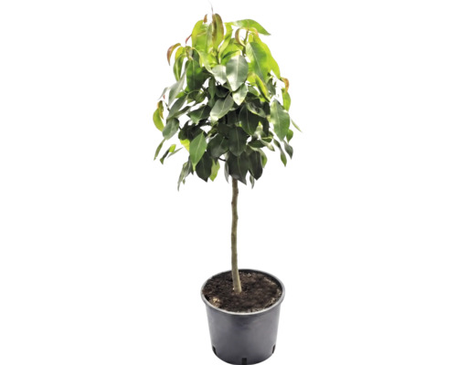 Kamerplant als kleine boom met groene bladeren in een zwarte plantenpot.