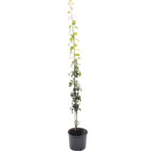 Jonge fruitboomzaailing in een zwarte kweekpot met een houten steunstok en groene bladeren.