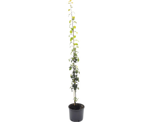 Jonge fruitboomzaailing in een zwarte kweekpot met een houten steunstok en groene bladeren.