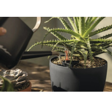 Een aloë vera plant in een donkergrijze bloempot wordt bewaterd met een zwarte gieter. De pot is voorzien van een watermeter.