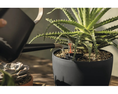 Een aloë vera plant in een donkergrijze bloempot wordt bewaterd met een zwarte gieter. De pot is voorzien van een watermeter.