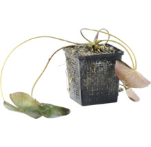 Vijverplant in zwarte plantenmand met lange stelen en bladeren.