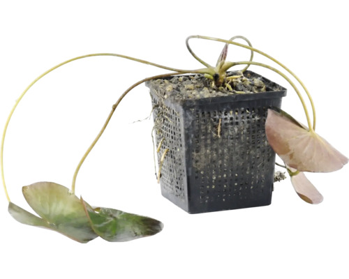 Vijverplant in zwarte plantenmand met lange stelen en bladeren.