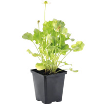 Witte gewone dotterbloem Caltha palustris Alba met groene bladeren in een zwarte kunststof pot.