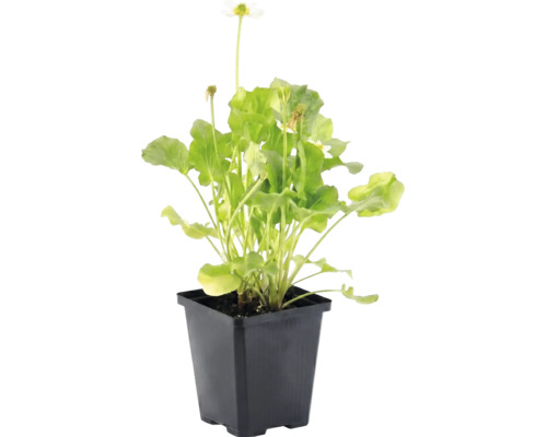 Witte gewone dotterbloem Caltha palustris Alba met groene bladeren in een zwarte kunststof pot.