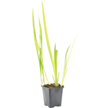 Lichtgroene waterplant met lange smalle bladeren in een zwarte vierkante kunststof pot
