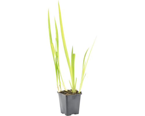 Lichtgroene waterplant met lange smalle bladeren in een zwarte vierkante kunststof pot