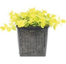 Penningkruid Lysimachia nummularia Aurea in een zwarte vierkante vijvermand.