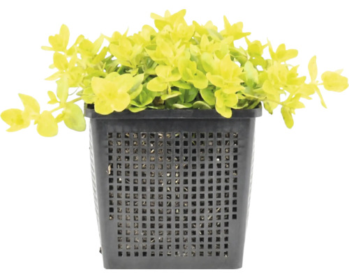 Penningkruid Lysimachia nummularia Aurea in een zwarte vierkante vijvermand.