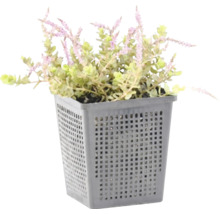 Vijverplant Mentha pulegium in grijze plantmand voor de tuinvijver