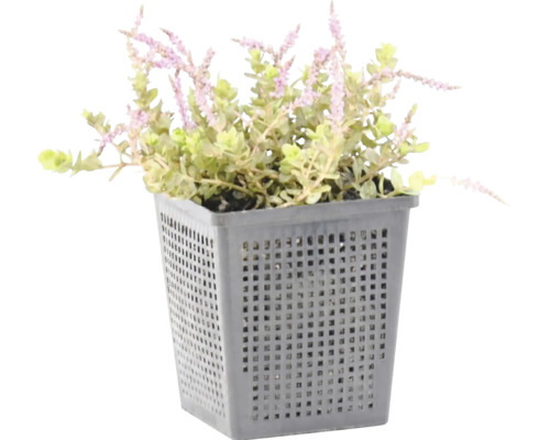 Vijverplant Mentha pulegium in grijze plantmand voor de tuinvijver