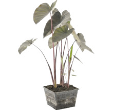 Vijverplant Alocasia met donkere stelen en grote bladeren in een zwarte vierkante roostermand.