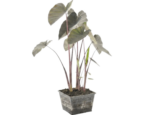 Vijverplant Alocasia met donkere stelen en grote bladeren in een zwarte vierkante roostermand.