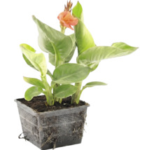 Canna waterplant met groene bladeren en een oranje bloem in een zwarte vijvermand.