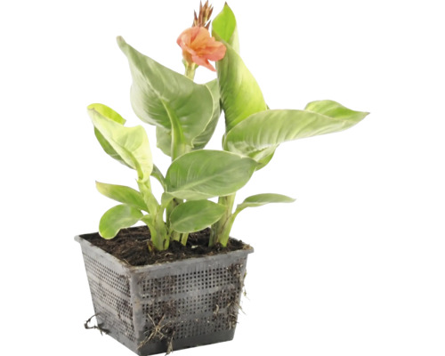 Canna waterplant met groene bladeren en een oranje bloem in een zwarte vijvermand.