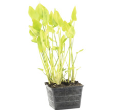 Vijverplant in een vierkante roostermand met groene bladeren.