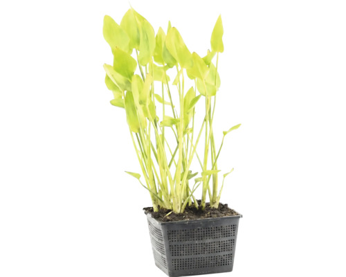 Vijverplant in een vierkante roostermand met groene bladeren.