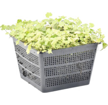 Lichtgroene vijverplant in een zwarte, vierkante kunststof plantmand met roosterstructuur.