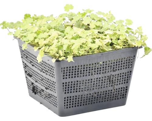 Lichtgroene vijverplant in een zwarte, vierkante kunststof plantmand met roosterstructuur.