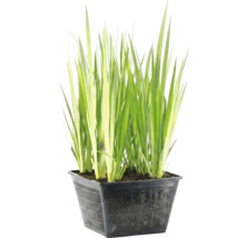 Vijverplant met lange groene bladeren in een zwarte, geperforeerde plantmand.