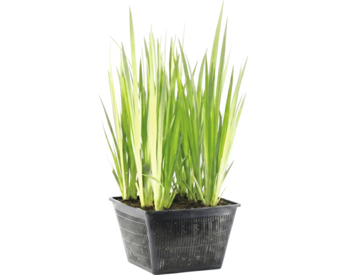 Vijverplant met lange groene bladeren in een zwarte, geperforeerde plantmand.