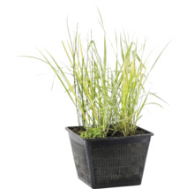 Vijverplant in een vierkante zwarte kunststof plantenmand met roosterstructuur.