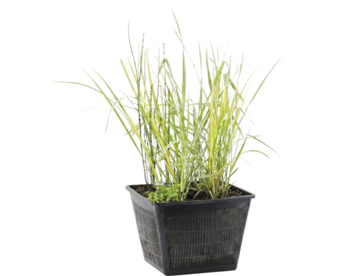 Vijverplant in een vierkante zwarte kunststof plantenmand met roosterstructuur.