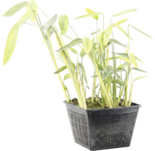 Waterplant met lange groene bladeren in een vierkante zwarte plantenmand.