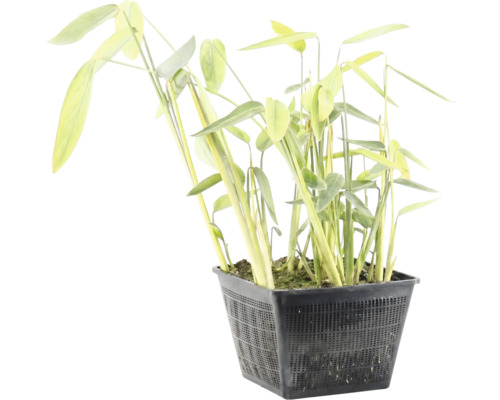 Waterplant met lange groene bladeren in een vierkante zwarte plantenmand.