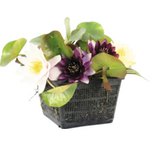 Mix van waterlelies met verschillende bloemkleuren in een zwarte vijvermand.
