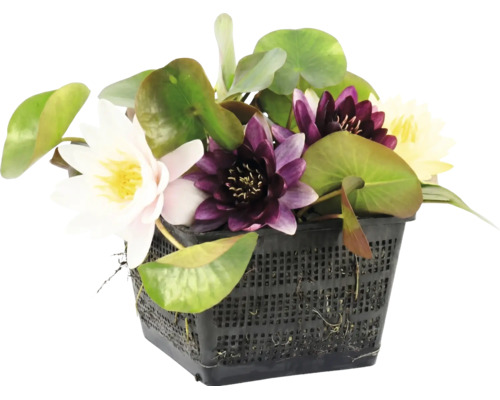 Mix van waterlelies met verschillende bloemkleuren in een zwarte vijvermand.