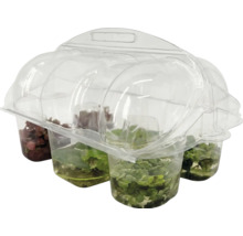 Aquariumplantenset, 4-delig, in transparante kunststof verpakking.