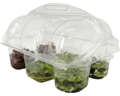 Aquariumplantenset, 4-delig, in transparante kunststof verpakking.
